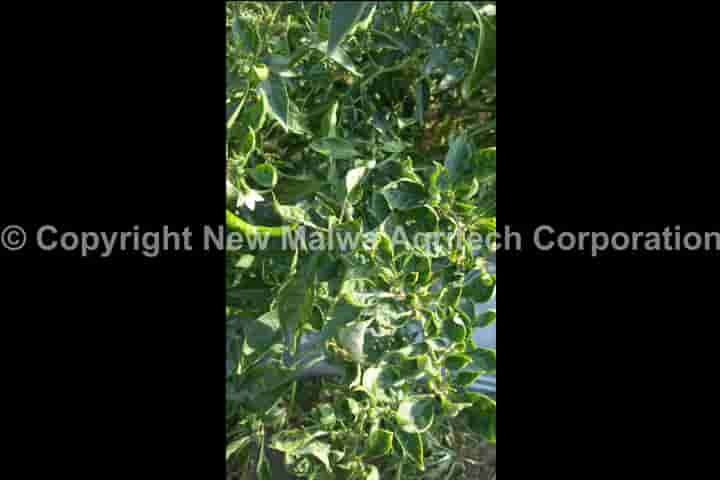 organic certified virucide for leaf curl virus in india